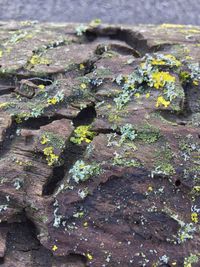 High angle view of lichen on tree trunk