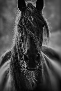 Close-up portrait of a horse