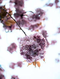 Close-up of cherry blossoms on tree