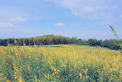 Scenic view of field against sky