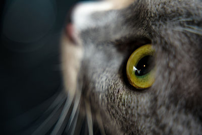 Close-up portrait of a cat