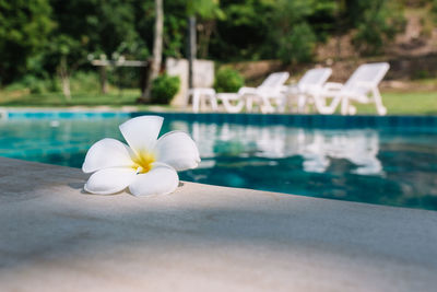 Close-up of white flower in swimming pool