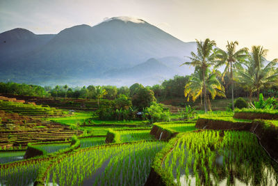 Morning sunrise at paddy fields in north bengkulu asia indonesia, beauty color and sky natural light