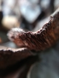 Close-up of leaf on plant