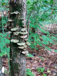 Close-up of mushroom growing on tree trunk