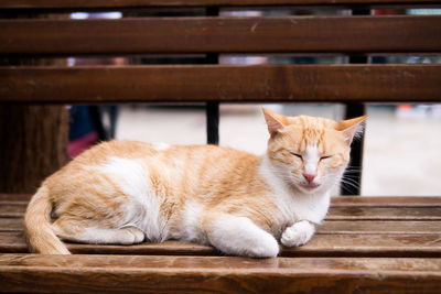 Close-up of ginger cat sleeping on wood