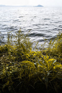 Close-up of yellow grass by sea against sky