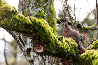 Squirrel on tree trunk