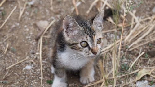 High angle view of kitten