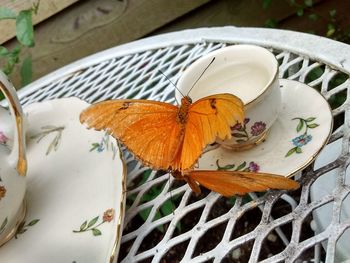 Close-up of butterfly on white flower