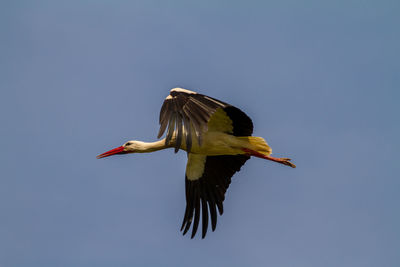 Low angle view of bird flying against clear sky