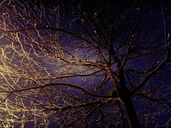 Low angle view of bare trees at night