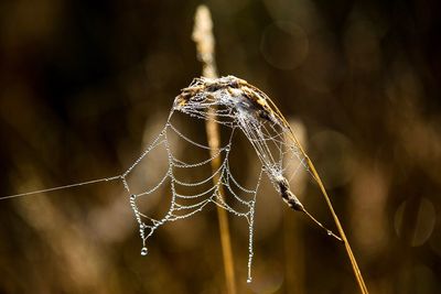 Close-up of wet spider web on dead plant