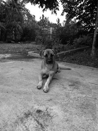 Portrait of dog sitting on tree