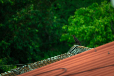 View of bird perching on roof