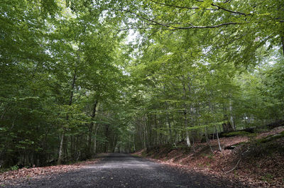 Road amidst trees in forest