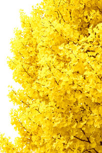 Close-up of yellow flowers over white background