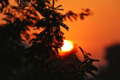 Close-up of silhouette tree against romantic sky at sunset