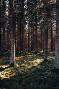 Trees in forest