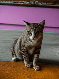 Portrait of cat sitting outdoors