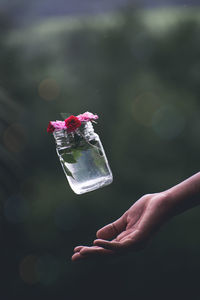 Close-up of hand holding red flower