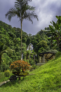 Trees and houses against sky