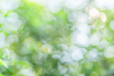 Full frame shot of plants