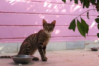 Beautiful feline cat eating on a metal bowl. cute domestic animal.