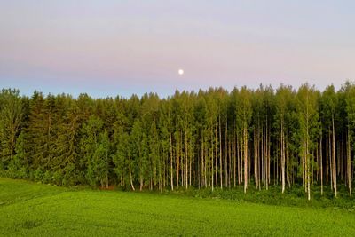 Aerial of pine trees forest