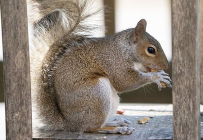 Close-up of squirrel