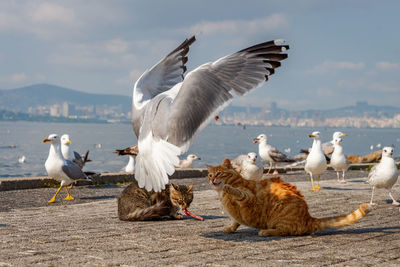 Seagulls with cats on promenade against sky