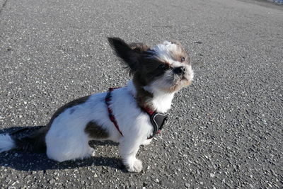 High angle view of dog on road