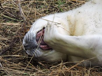 Close-up of cat yawning