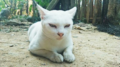 White cat lying on field