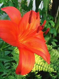 Close-up of orange flower