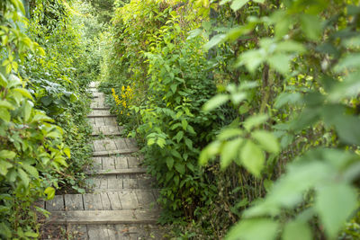 Footpath amidst trees in forest