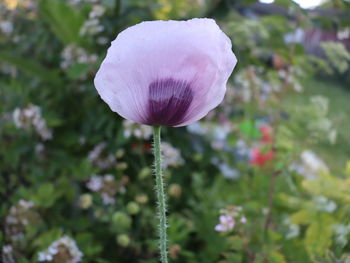 Close-up of flowering plant on field