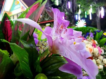 Close-up of flowers blooming outdoors