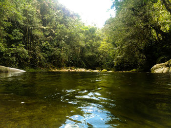 Scenic view of lake in forest