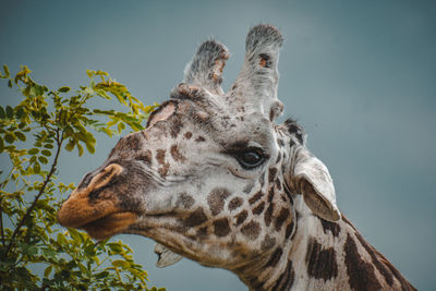 Close-up of giraffe against sky