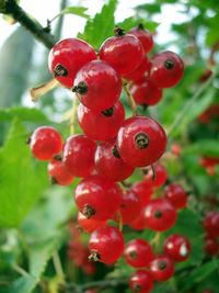 Close-up of red berries on tree