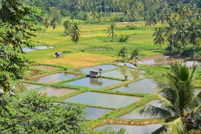 High angle view of farms with water amidst trees