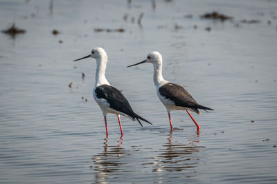 View of birds in lake