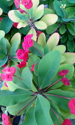 Close-up of pink flowers