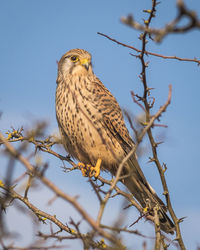 Low angle view of a kestrel perching on tree