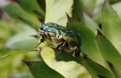 Close-up of insect on leaf