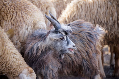 Sheep and goat on field