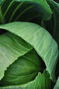 Close-up of cabbage