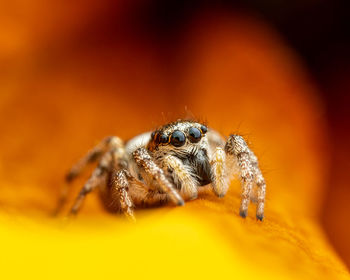 Close-up of spider