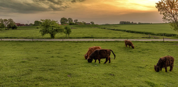 Sheep grazing in a field